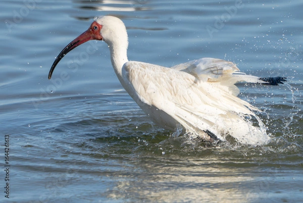 Fototapeta White Ibis Preening and Splashing in Shallow Water, Summer, Texas, 