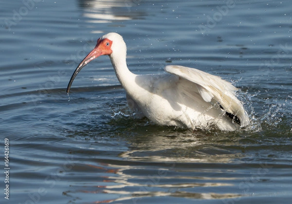 Obraz White Ibis Preening and Splashing in Shallow Water, Summer, Texas, 