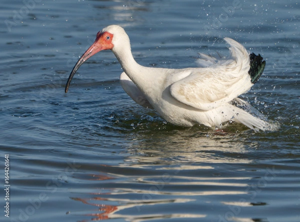 Obraz White Ibis Preening and Splashing in Shallow Water, Summer, Texas, 