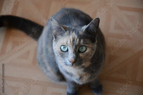 Obraz Chat qui attend