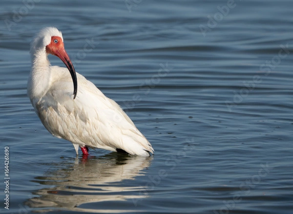 Obraz White Ibis Preening and Splashing in Shallow Water, Summer, Texas, 