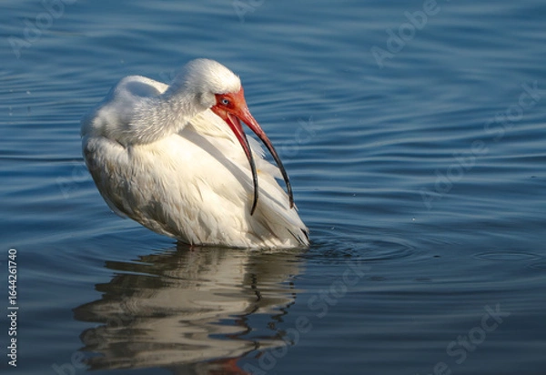 Obraz White Ibis Preening and Splashing in Shallow Water, Summer, Texas, 