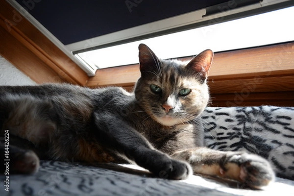 Obraz Chat au soleil