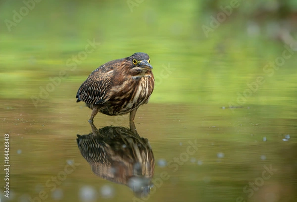 Obraz Green Heron by Creek in Morning Light, Spring, Fishers, Indiana
