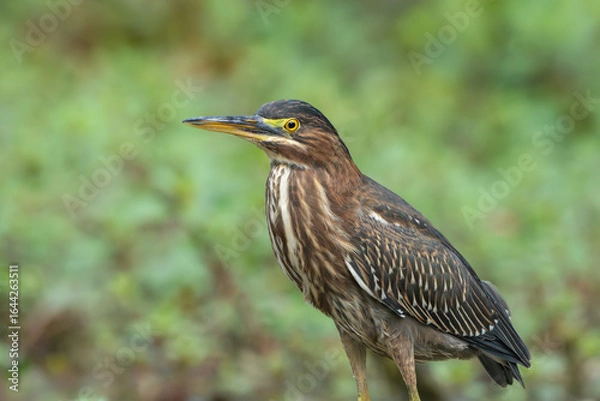 Obraz Green Heron by Creek in Morning Light, Spring, Fishers, Indiana