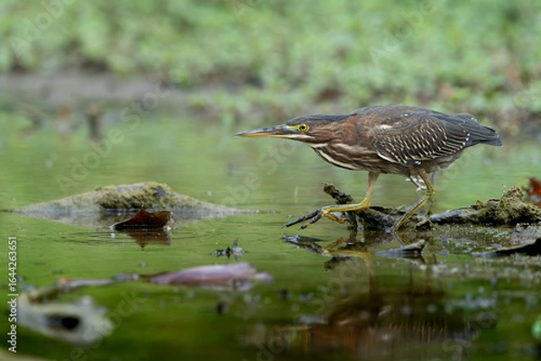Obraz Green Heron by Creek in Morning Light, Spring, Fishers, Indiana