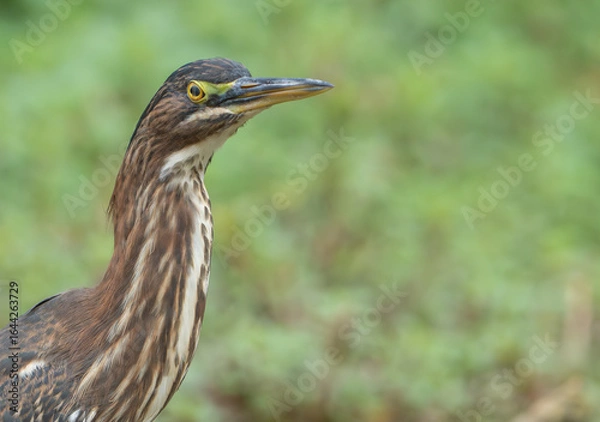 Obraz Green Heron by Creek in Morning Light, Spring, Fishers, Indiana