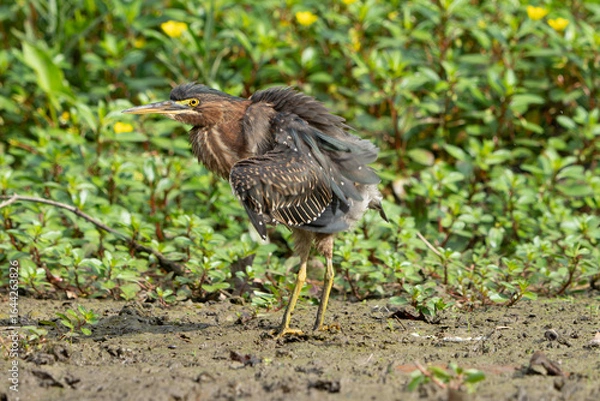 Obraz Green Heron by Creek in Morning Light, Spring, Fishers, Indiana