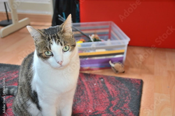 Obraz Chat devant ses jouets