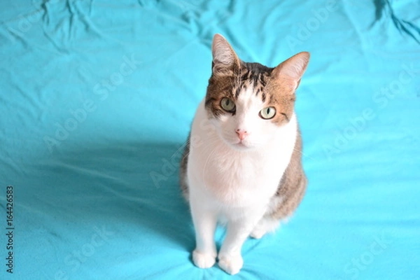 Obraz Chat sur fond bleu