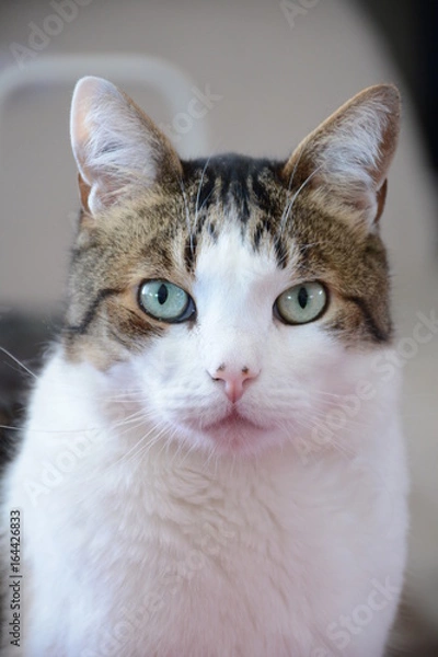 Obraz Chat en gros plan