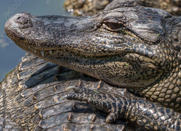 Obraz Closeup of an American Alligator, Spring in South Texas,  