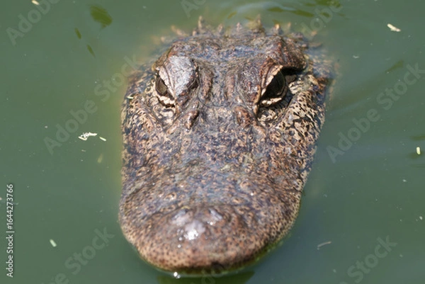 Obraz Closeup of an American Alligator, Spring in South Texas,  