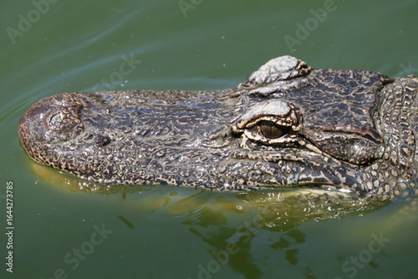 Obraz Closeup of an American Alligator, Spring in South Texas,  