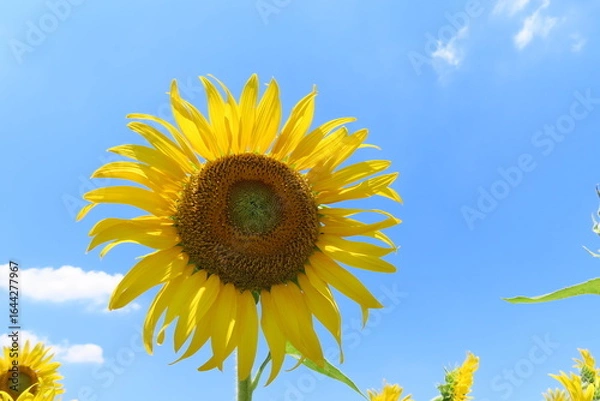Obraz 水色の空と黄色のひまわり