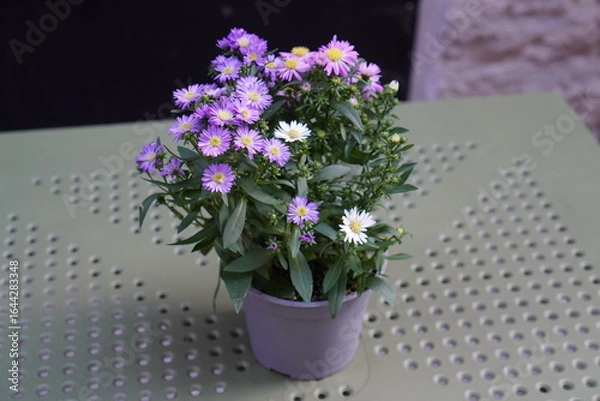 Fototapeta Colorful aster flowers in a pot on a green perforated table outdoors during daylight