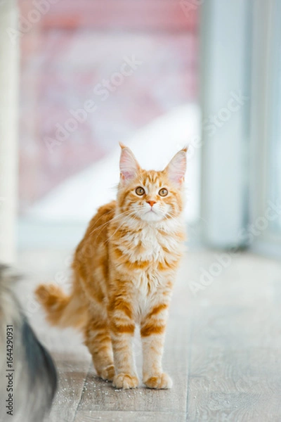 Fototapeta Cute orange red haired maine coon kitten