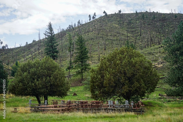 Obraz Tree covered hill and meadow in Lincoln National Forest in Capitan, New Mexico, charred and damaged by wildfires with a stack of picnic tables, kept away from the fire's range