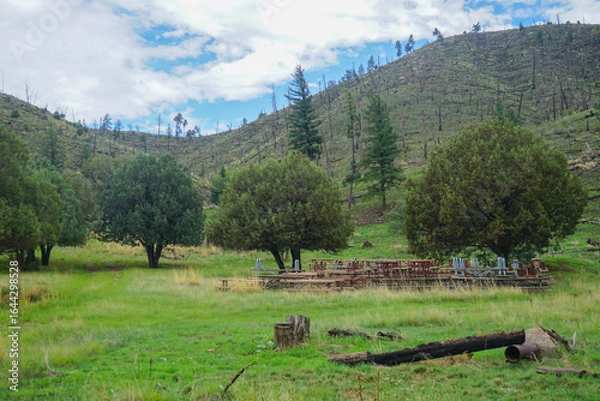 Obraz Meadow in Lincoln National Forest in Capitan, New Mexico, with charred trees from wildfire damage in the background