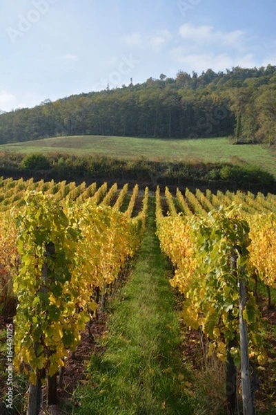 Fototapeta Vignoble alsacien