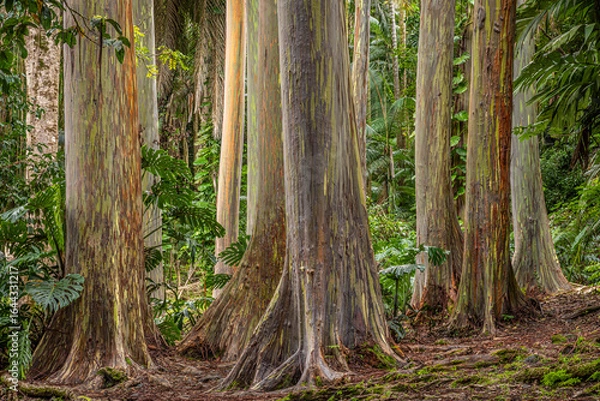Obraz rainbow eucalyptus gathering