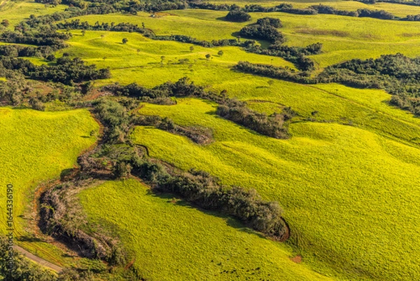 Obraz fields of kauai