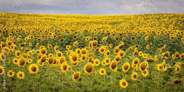Obraz Yellow fields of Maui