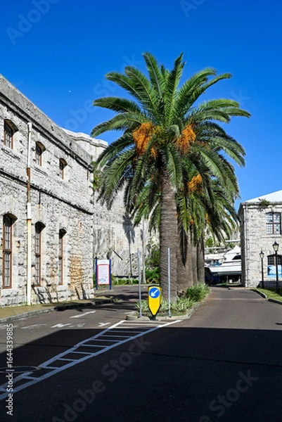 Fototapeta palm trees in Hamilton Bermuda