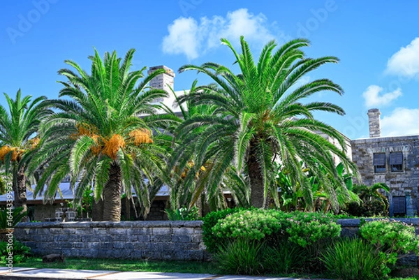 Fototapeta palm trees in the city, Hamilton, Bermuda
