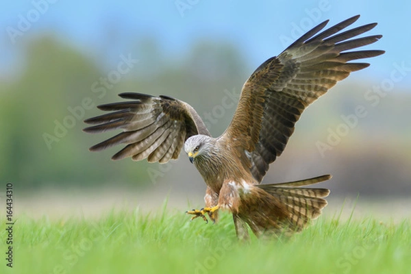 Obraz On the fly spring/Black Kite