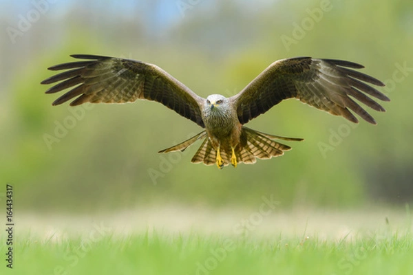 Fototapeta On the fly spring/Black Kite