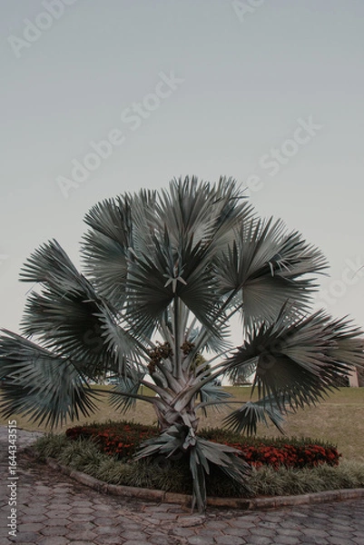 Fototapeta Bismarck Palm Tree with Red Flowers