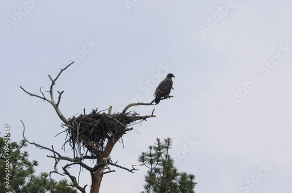 Fototapeta Juvenile Bald Eagle