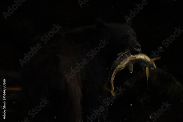 Obraz Black bear with a salmon