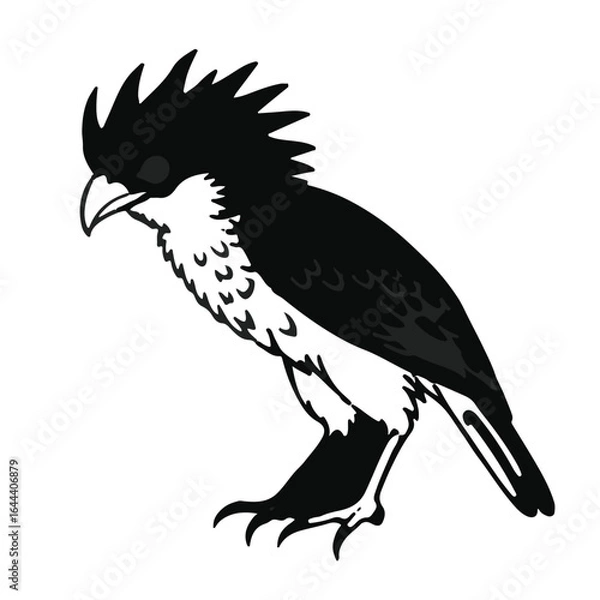 Obraz Crested Pygmy Tyrant Bird