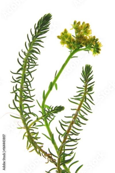 Obraz Felsen-Fetthenne oder Tripmadam (Sedum rupestre) blühende Pflanze isoliert vor weißem Hintergrund