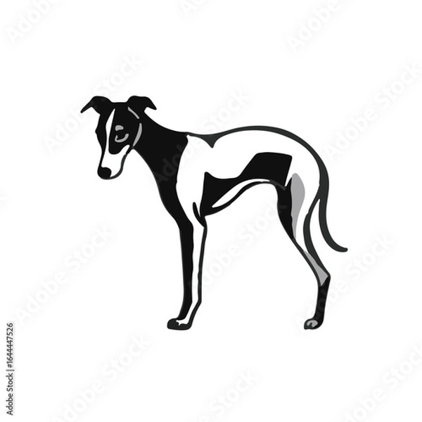 Fototapeta Black Whippet Image