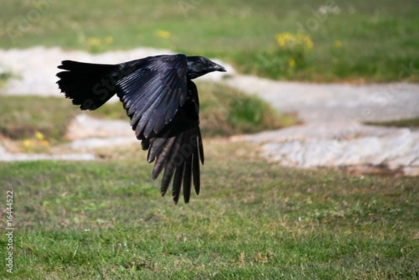 Obraz Black crow flying low over ground.