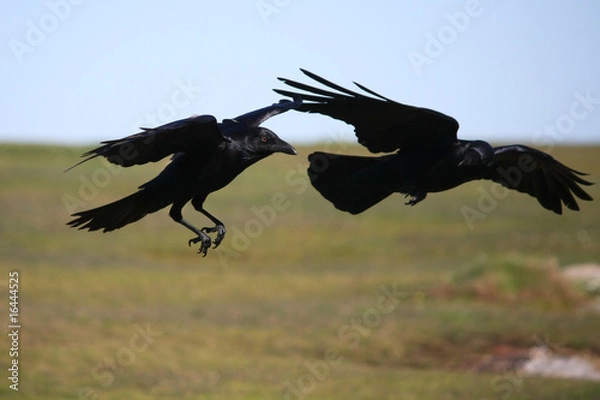 Fototapeta Two crows in flight together.