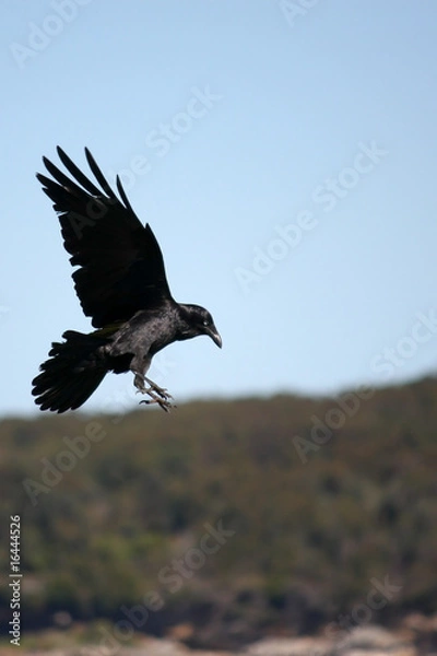 Fototapeta Crow swooping down in flight.