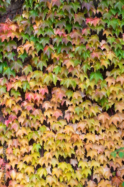 Fototapeta Vine autumn leaf natural background. Autumn nature. Leaves backdrop. Seasonal autumnal plant outdoor. Autumn leaves background. Leaves color. Nature fall beauty. Fall season weather