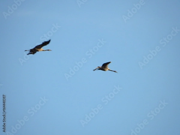 Fototapeta żurawie w locie
