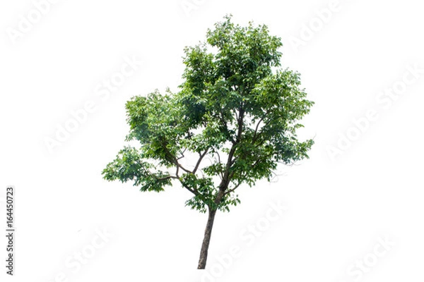 Fototapeta tree isolated on white background.