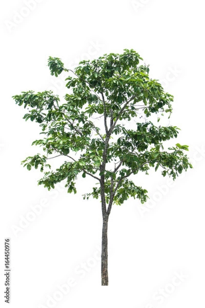 Fototapeta tree isolated on white background.