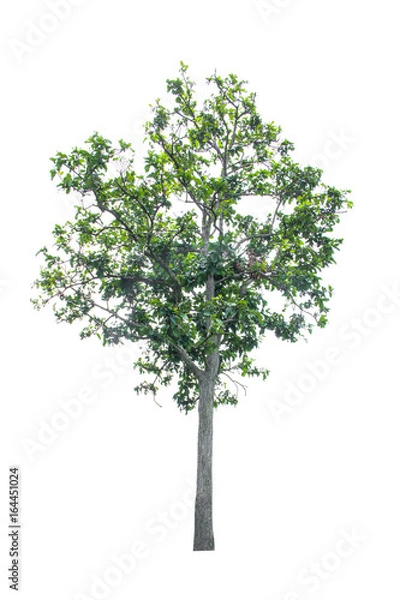 Fototapeta tree isolated on white background.