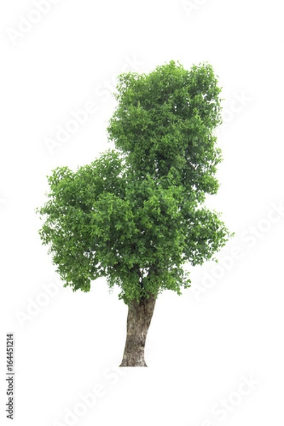 Fototapeta tree isolated on white background.