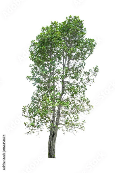 Obraz tree isolated on white background.