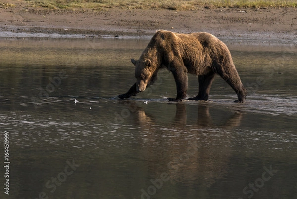 Fototapeta Alaskan brown bear fishing for salmon in a river in Lake Clark national Park, Alaska