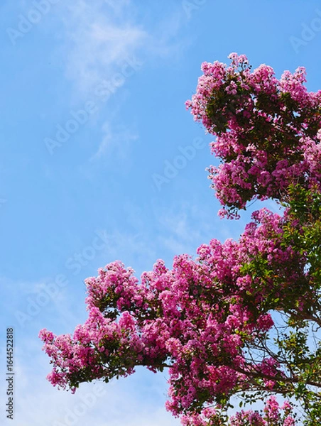 Obraz 夏空に映える百日紅