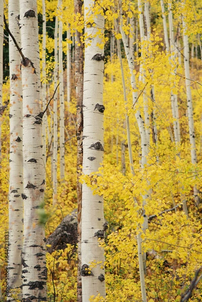 Obraz White trunks of aspen trees growing in autumn forest.